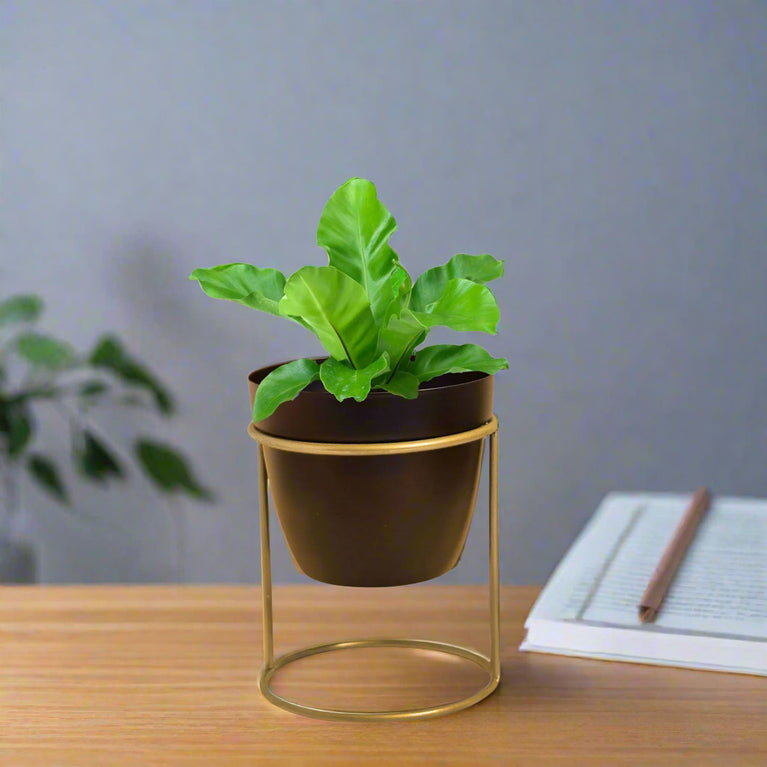 Desktop Planter with Stand | Gardening | Planter | Table Decor