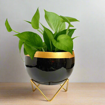 Home Décor Vase with Stand | Flower Pot | Indoor Plant Vase | Tabletop Desktop | Bedroom Table | Decoration Centerpiece | Living Room Décor Showpiece | 6'' Round Metal Black-Gold (Pack of 1) | Gardening | Planter