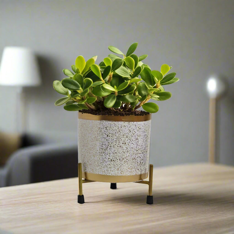 Indoor Planters for Living Room | Metal planter pot | Black and White | Indoor planters | Gardening