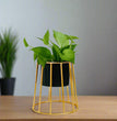 Planter with Gold Metal Stand (Black | White) | Small Metal Stands for Table Top Decor | Plant Stands | Gardening | Planter