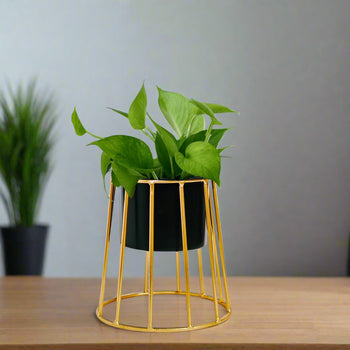 Planter with Gold Metal Stand (Black | White) | Small Metal Stands for Table Top Decor | Plant Stands | Gardening | Planter