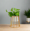 Planter with Gold Metal Stand (Black | White) | Small Metal Stands for Table Top Decor | Plant Stands | Gardening | Planter
