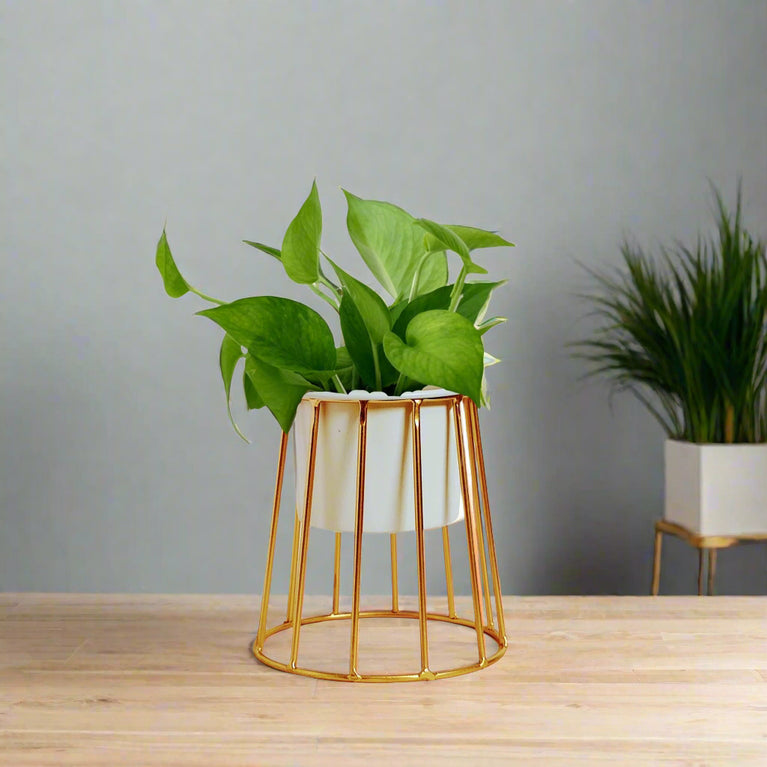 Planter with Gold Metal Stand (Black | White) | Small Metal Stands for Table Top Decor | Plant Stands | Gardening | Planter