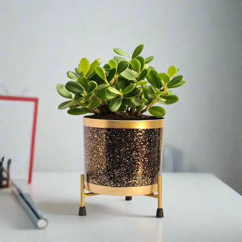 Indoor Planters for Living Room | Metal planter pot | Black and White | Indoor planters | Gardening