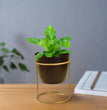 Desktop Planter with Stand | Gardening | Planter | Table Decor