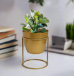 Desktop Planter with Stand | Gardening | Planter | Table Decor