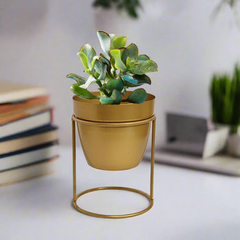 Desktop Planter with Stand | Gardening | Planter | Table Decor