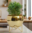 Modern Golden Glossy Metal Planter With Gold Finish Stand| Apple Tabletop Meena Pot with Zig  Zag stand | Gardening | Planter